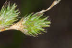 Shortbeak sedge